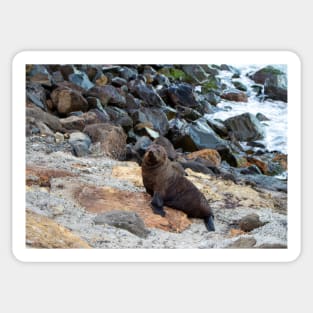 New Zealand Fur Seal, New Zealand Sticker